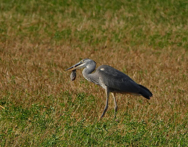 DSC05966