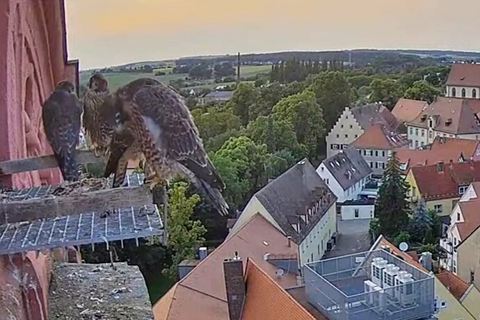 Screenshot_2025-06-05-20-59-39-032_com.google.android.youtube