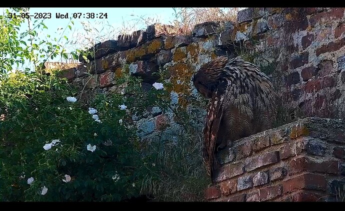 Screenshot_20230531_073850_Samsung Internet