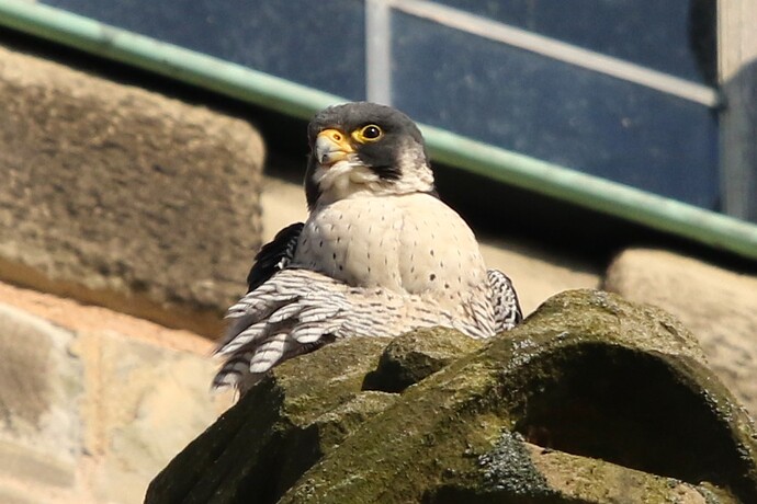 Falco ruht sich aus