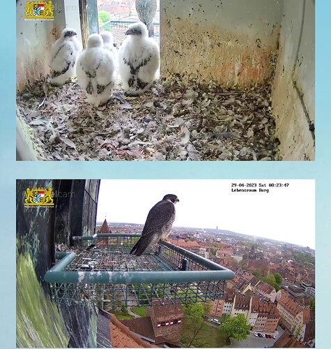 Screenshot_20230429-082409~2