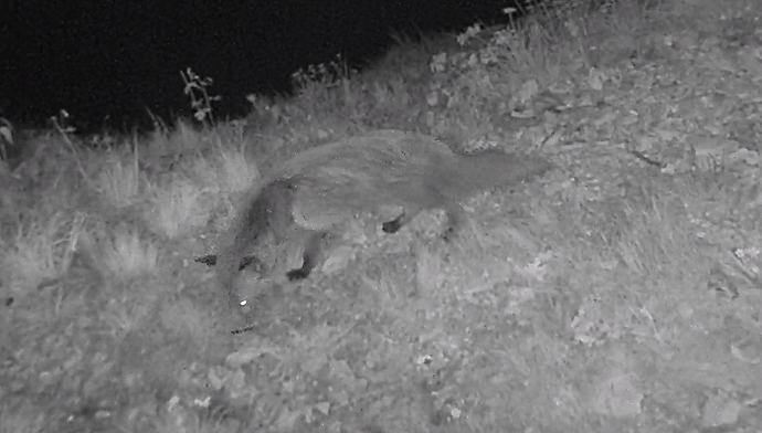 Fuchs3