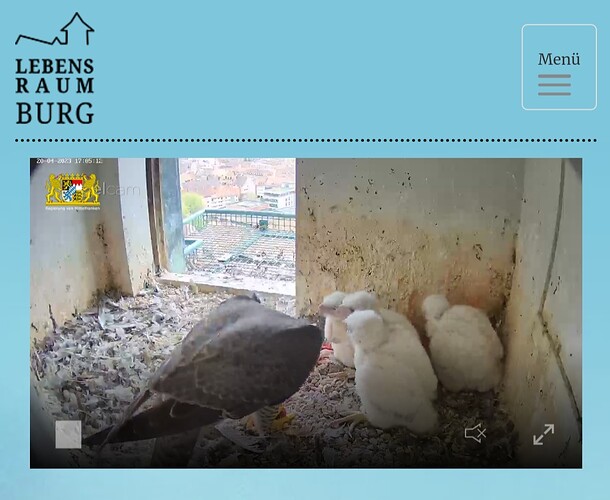 Screenshot_20230420_170536_Samsung Internet