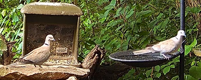 TüTa Paar morgens 19.06.24