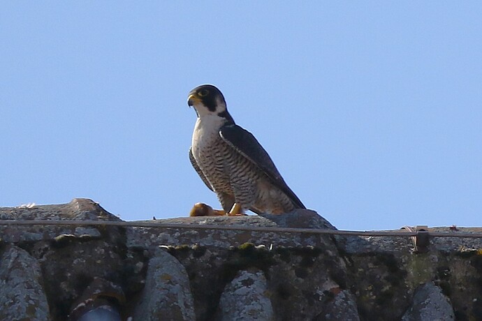 Falco mit Beute 1