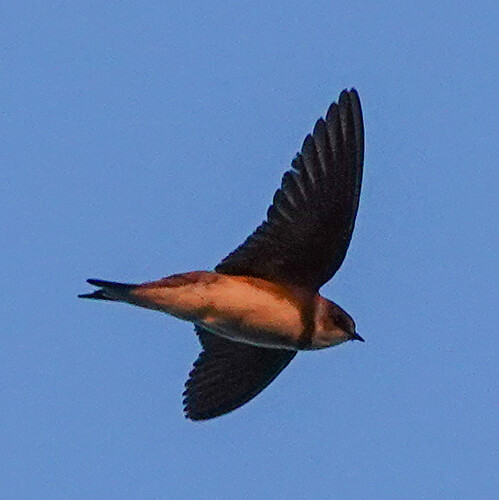 DSC01316