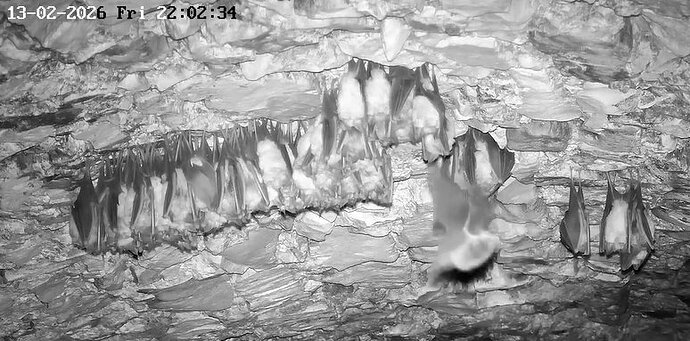 2026-02-13_2 ab 22.00 vermutlich Wimpi