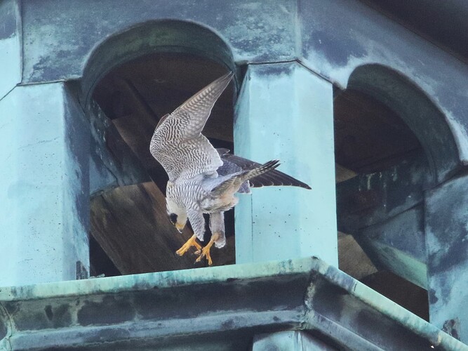 Falco landet in der Kuppel