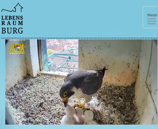 Screenshot_20230413_091126_Samsung Internet