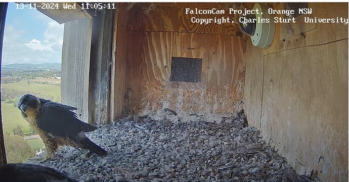 Screenshot 2024-11-13 110629