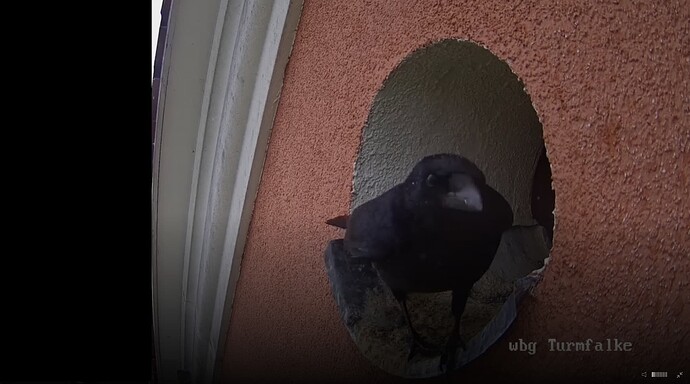 TFN_230512_raven