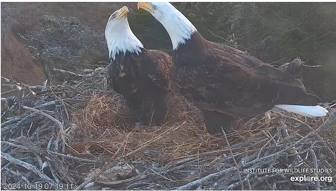 Screenshot 2024-10-19 184845