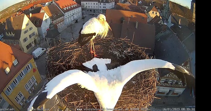 Bild