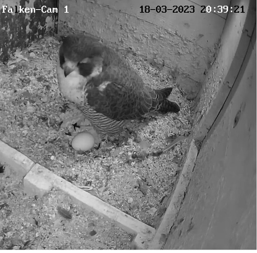 Capture+_2023-03-18-20-39-44(1)