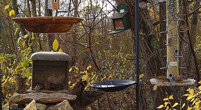 Spatzen mittags am Silo u. bei Petra 27-11.24