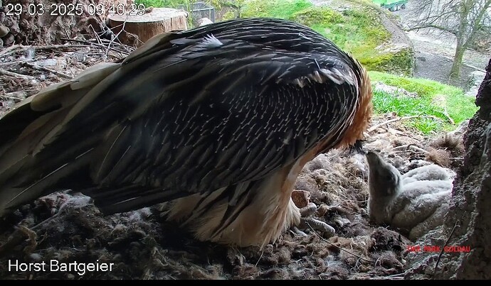 Screenshot_2025-03-29-09-41-41-441_com.android.chrome