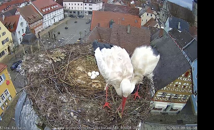 Bild