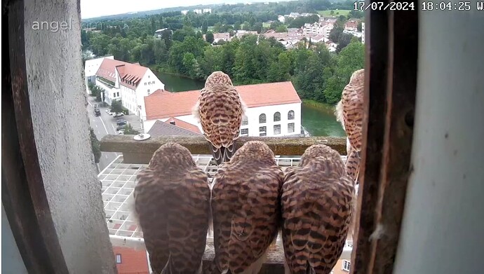 Screenshot_20240717-180448~2