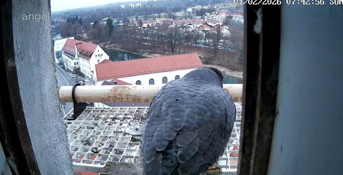 Screenshot_2026-02-01-07-43-19-063_com.android.chrome