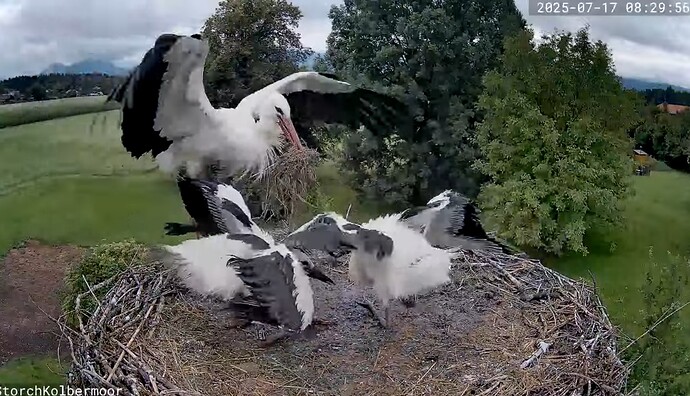 Screenshot_2025-07-17-08-43-06-484_com.google.android.youtube