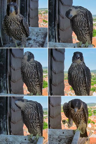 20260529_144230-COLLAGE~2