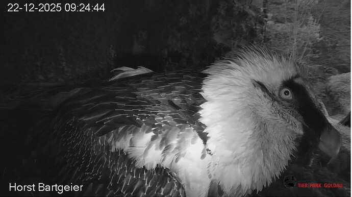 Kritischer Blick 22.12.25