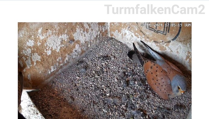 Screenshot_20240505_175541_Samsung Internet