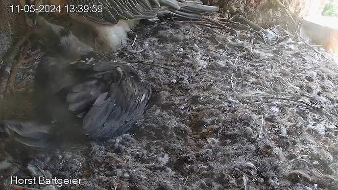 SnapShot-20240511_134105