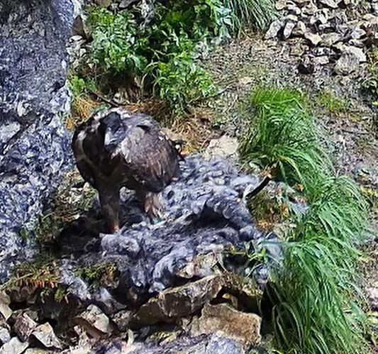 Luisa im Nest 16.06.25