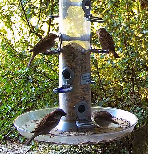Spatzen bei Schorsch 21.07.24