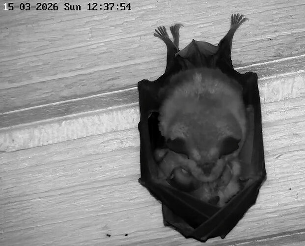 2026-03-15_1 Kugel in WG 1