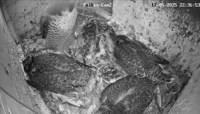 Screenshot_20250517-223717_Chrome