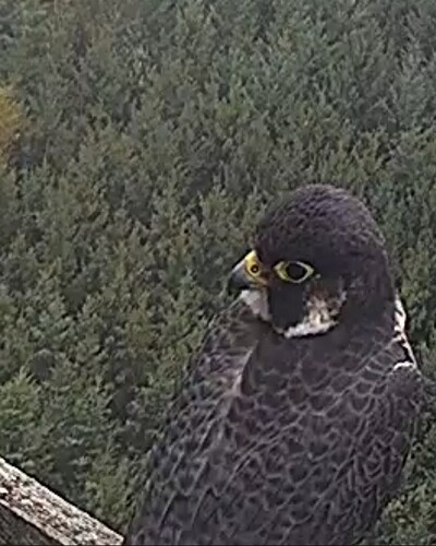 Screenshot_20230914_091359_Chrome