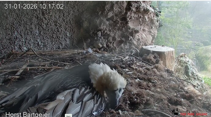 H Nestarbeit 31.01.26