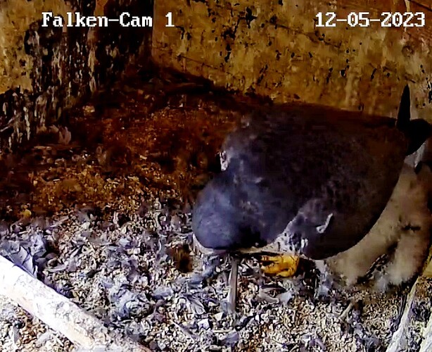 Screenshot_20230512-070353-01