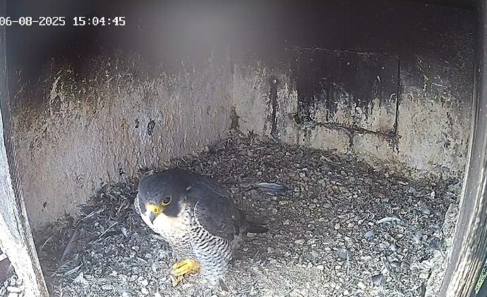 Screenshot_20250806-155914_Chrome