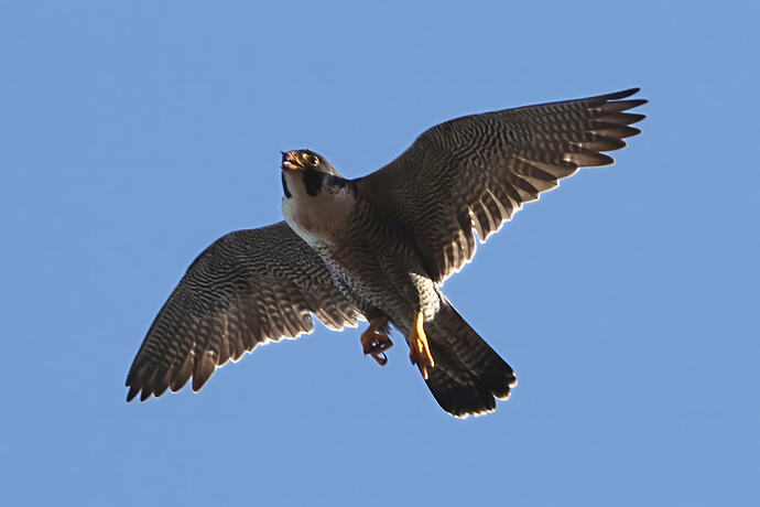 Falco 2a