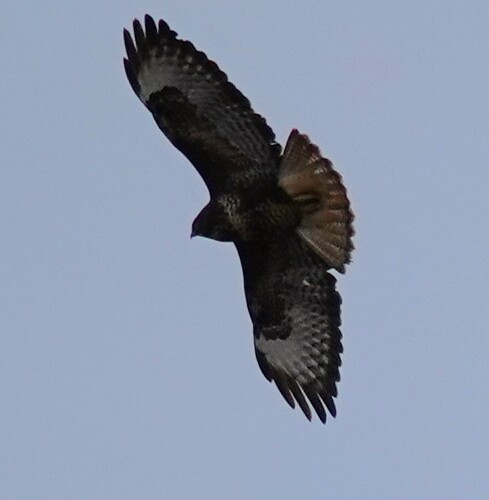 DSC03992_1