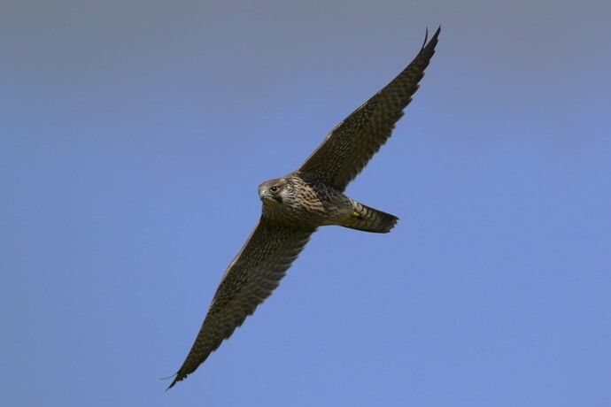 Baumfalke 2