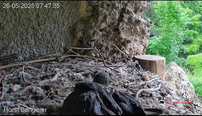 Screenshot_2025-05-26-07-49-00-380_com.android.chrome