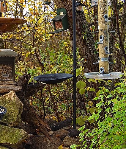 Screenshot_20241115_085749_Chrome