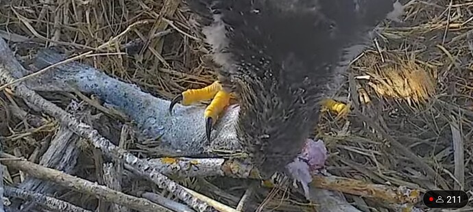 Screenshot_20240201_225642_YouTube