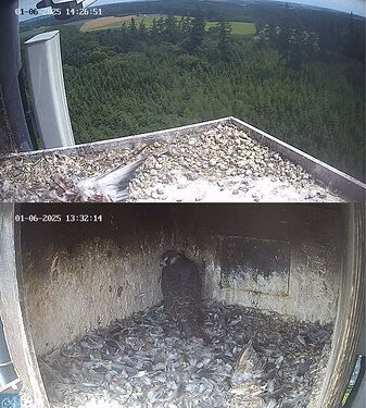 Snap_2025.06.01_14h26m53s_019_