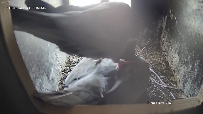 TFN_230428_pigeons_mate_