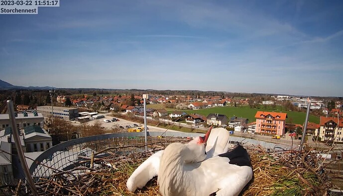 2023-03-22 11_54_28-LIVE Storchennest Freilassing - YouTube und 3 weitere Seiten - Persönlich – Micr
