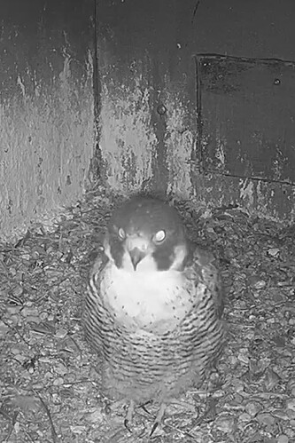 Screenshot_20240805_215936_Chrome