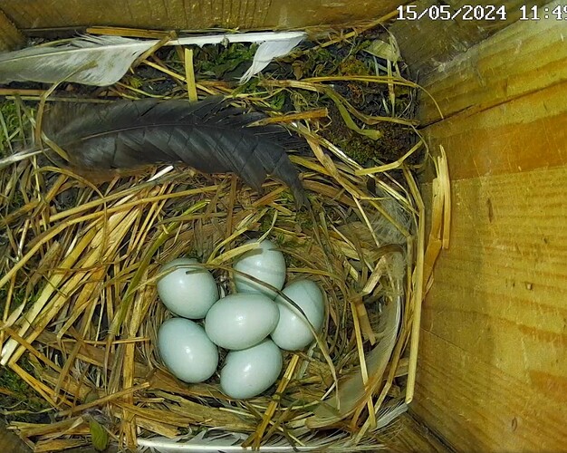 Screenshot_20240515-115313_Chrome(1)