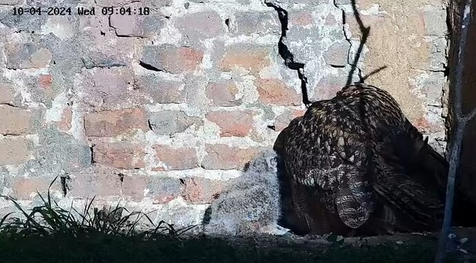 Screenshot_20240410_090439_YouTube