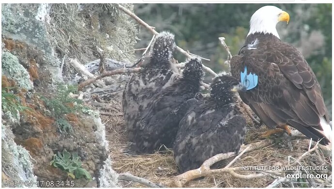 Screenshot 2024-04-17 173707