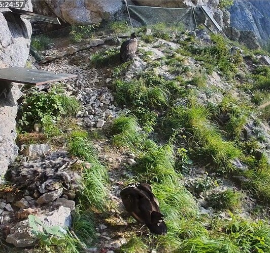 Screenshot_20250615_062516_Firefox